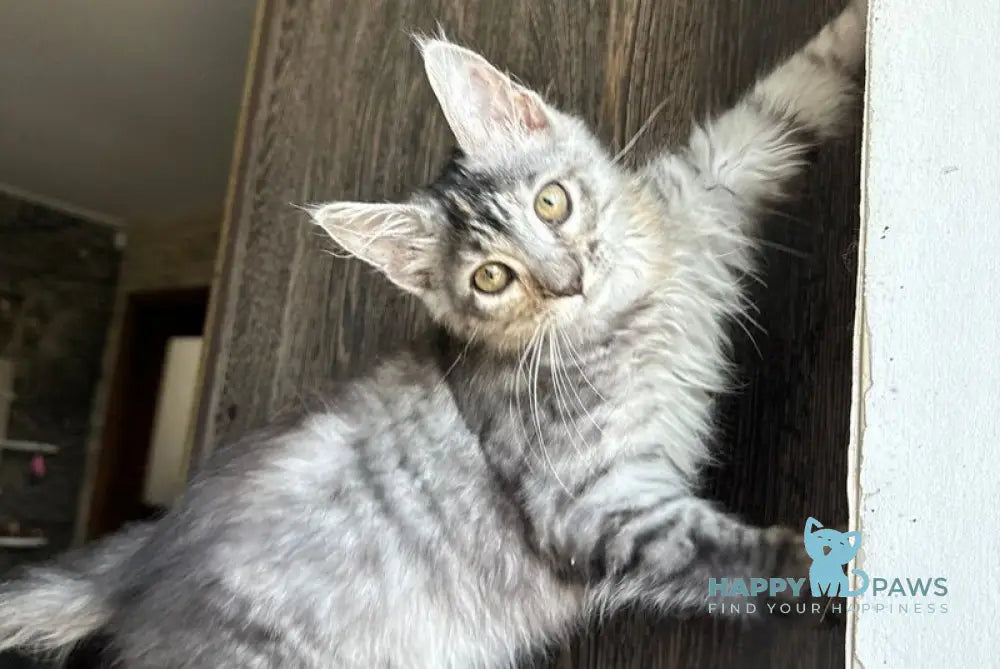 Cheremushka Maine Coon female black tortie silver spotted tabby live animals