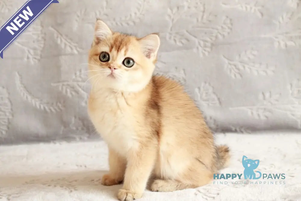 Chernichka British Shorthair female black golden shaded live animals