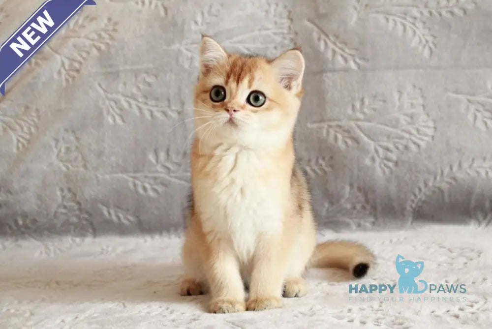 Chernichka British Shorthair female black golden shaded live animals