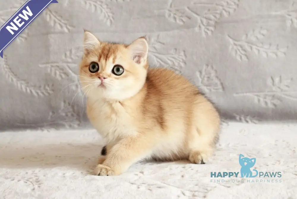 Chernichka British Shorthair female black golden shaded live animals