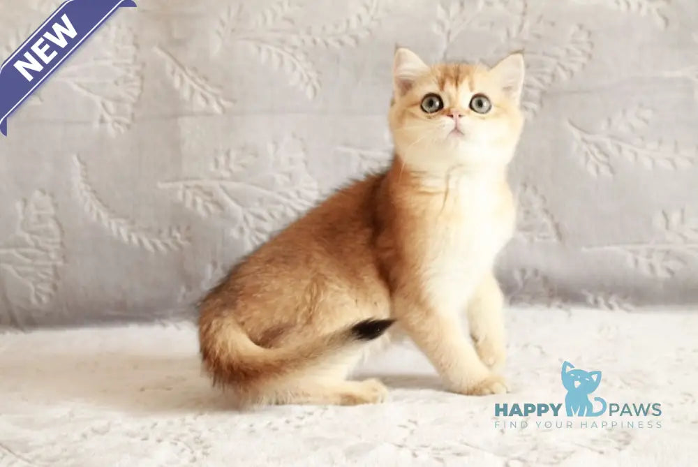 Chernichka British Shorthair female black golden shaded live animals