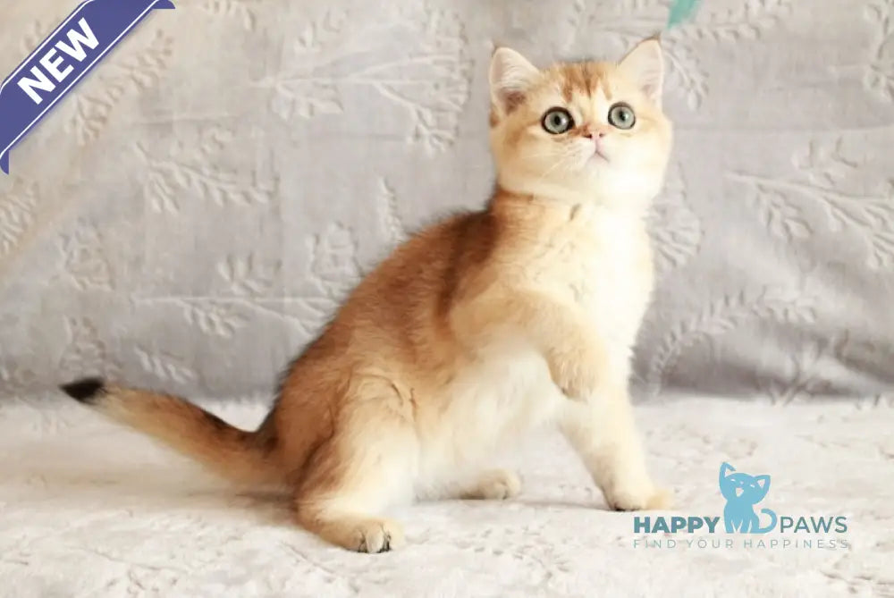 Chernichka British Shorthair female black golden shaded live animals
