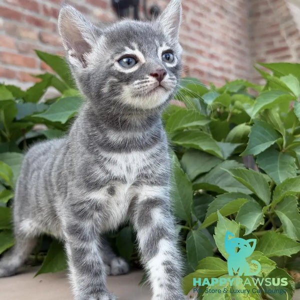 Cherruti Bengal male blue silver spotted tabby - live animals
