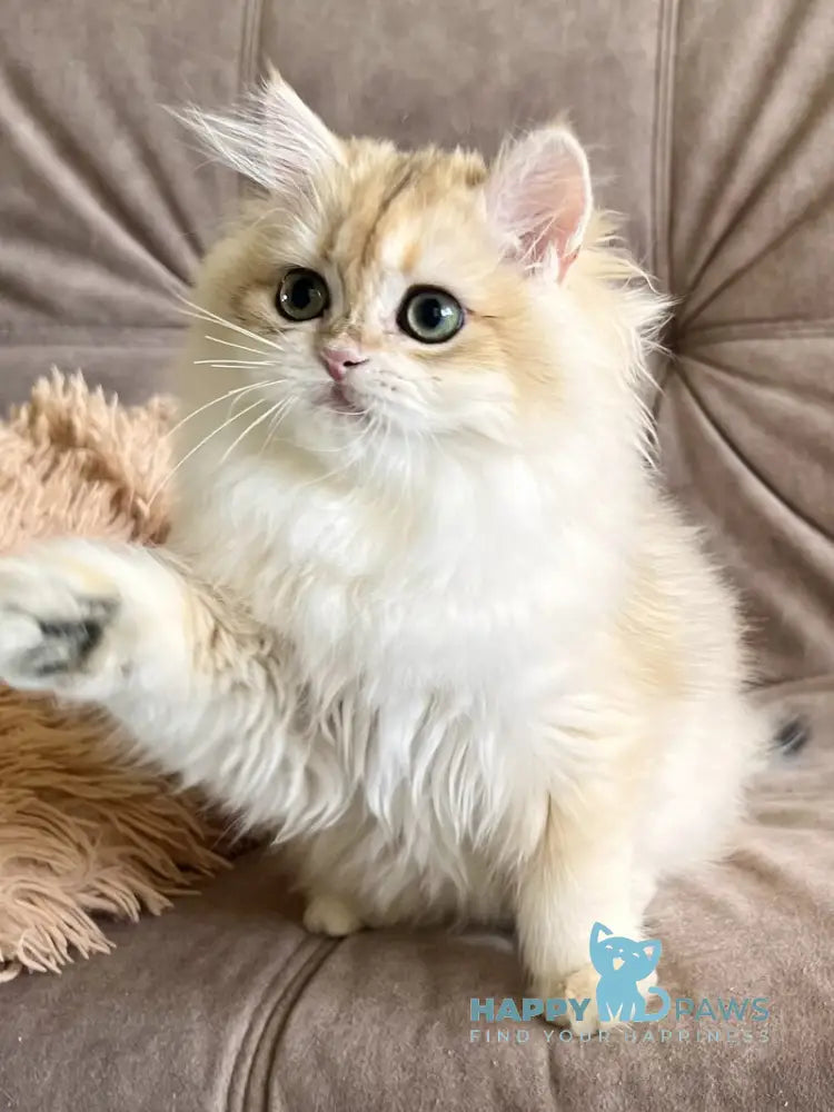 Cherry British Longhair female black golden chinchilla live animals