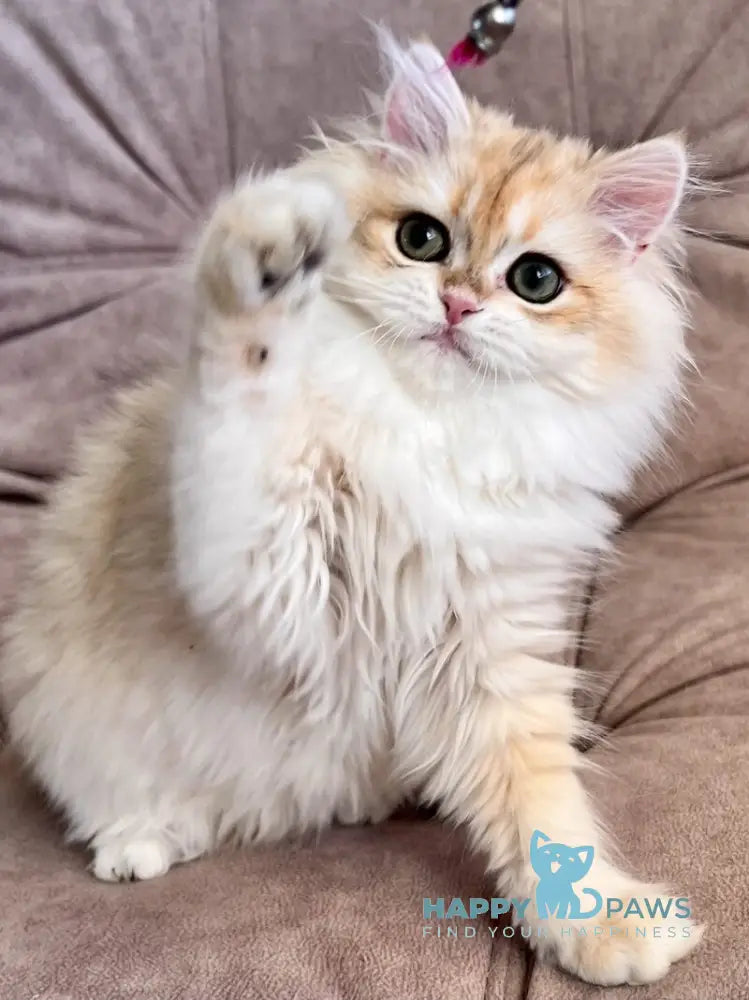 Cherry British Longhair female black golden chinchilla live animals