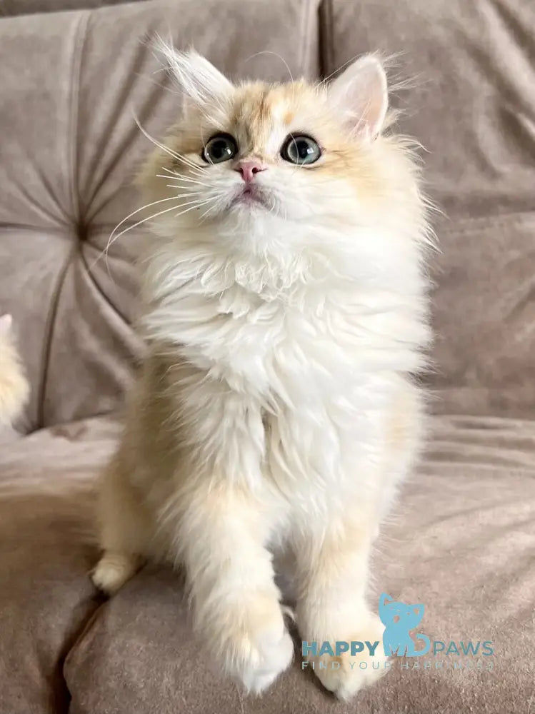 Cherry British Longhair female black golden chinchilla live animals