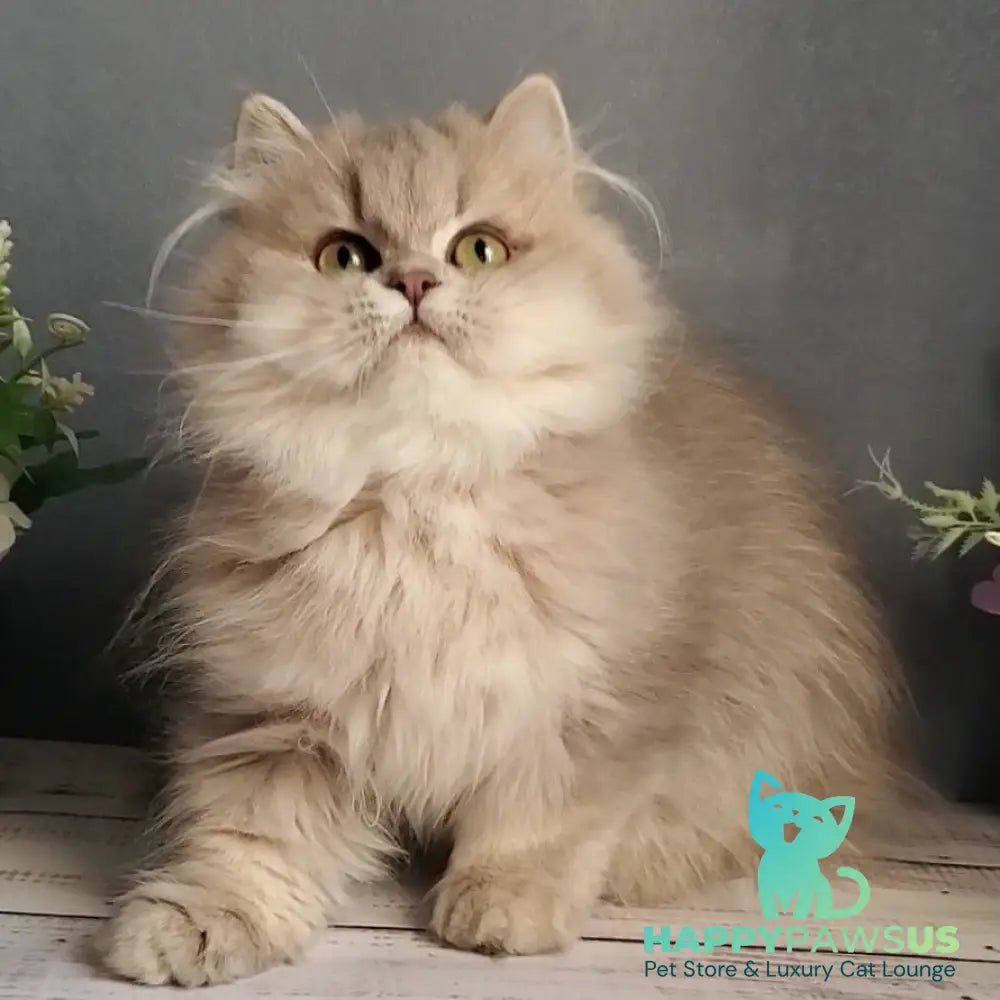 Cherry British Longhair female blue golden ticked tabby - live animals
