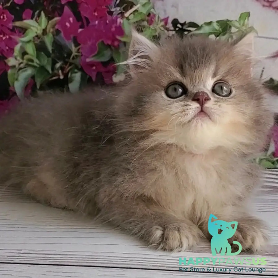 Cherry British Longhair female blue golden ticked tabby - live animals