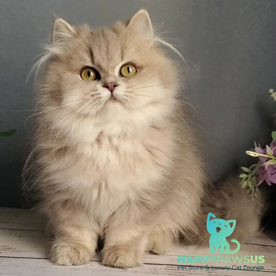 Cherry British Longhair female blue golden ticked tabby - live animals