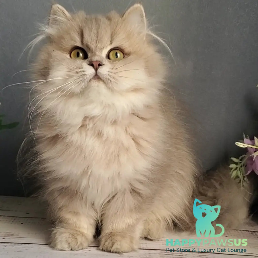 Cherry British Longhair female blue golden ticked tabby - live animals