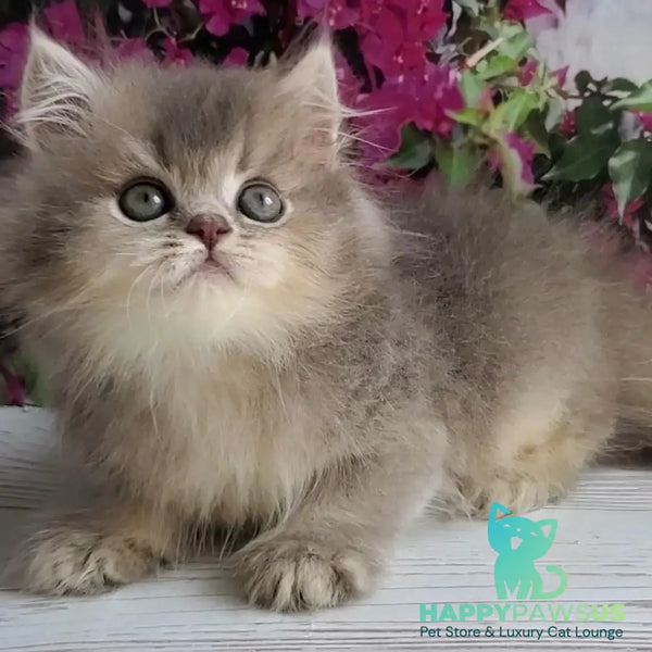 Cherry British Longhair female blue golden ticked tabby - live animals
