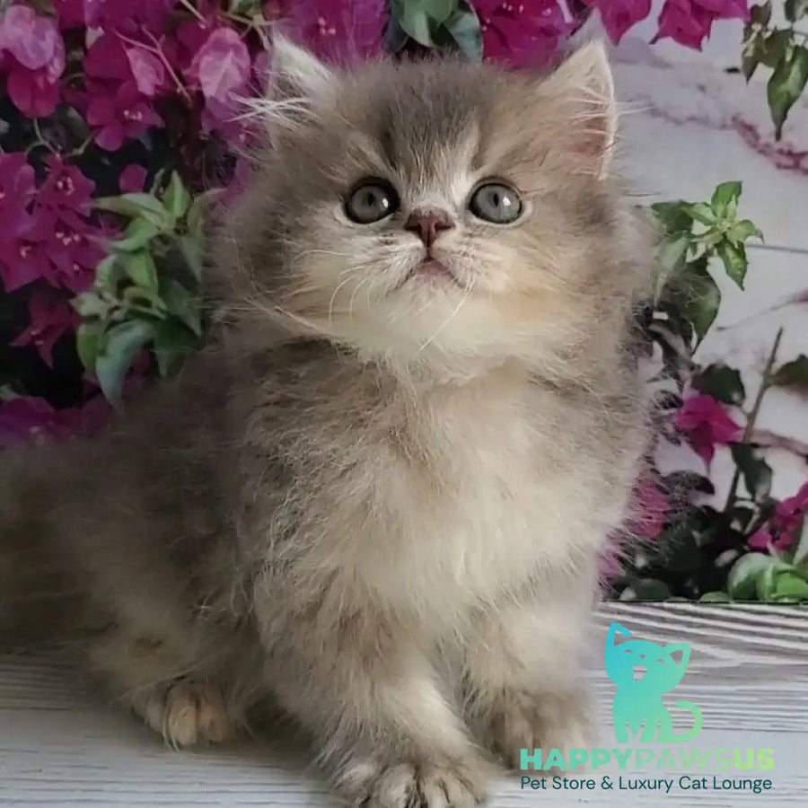 Cherry British Longhair female blue golden ticked tabby - live animals