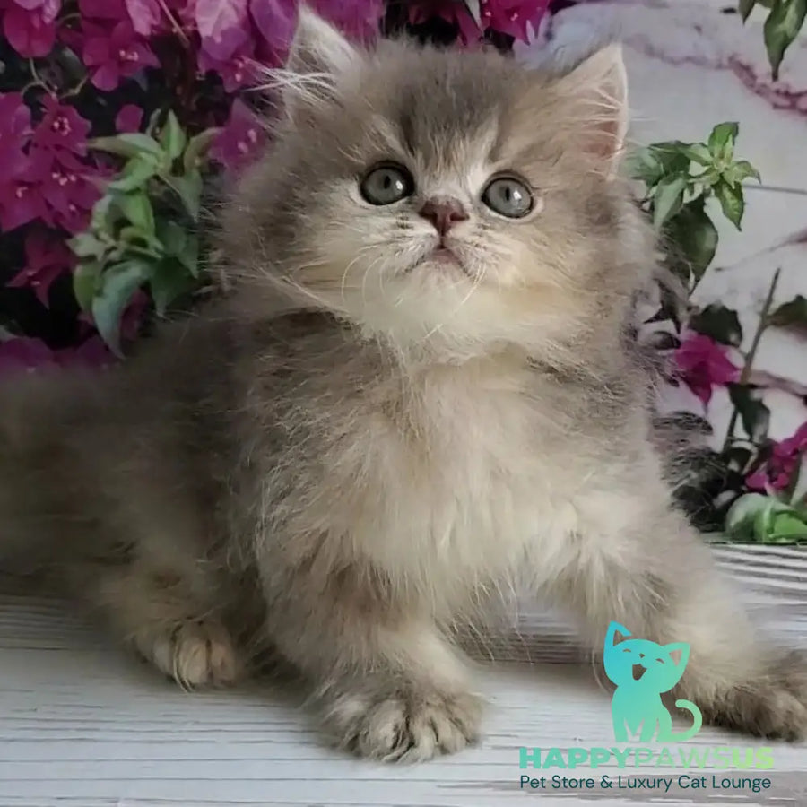 Cherry British Longhair female blue golden ticked tabby - live animals