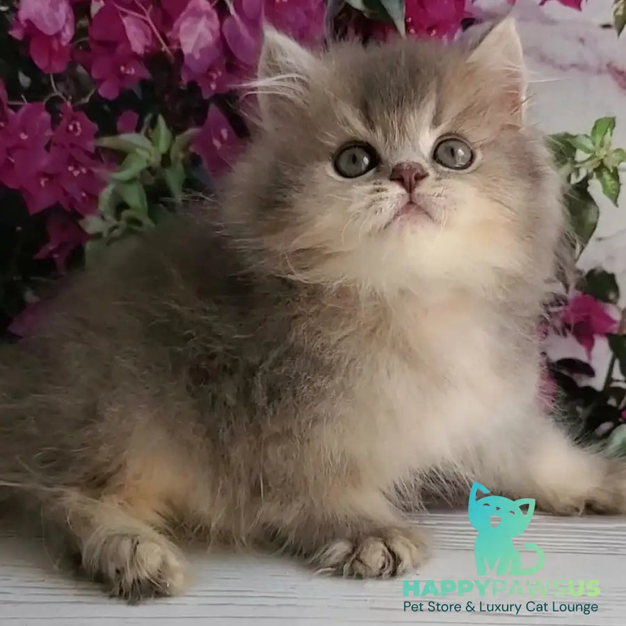 Cherry British Longhair female blue golden ticked tabby - live animals