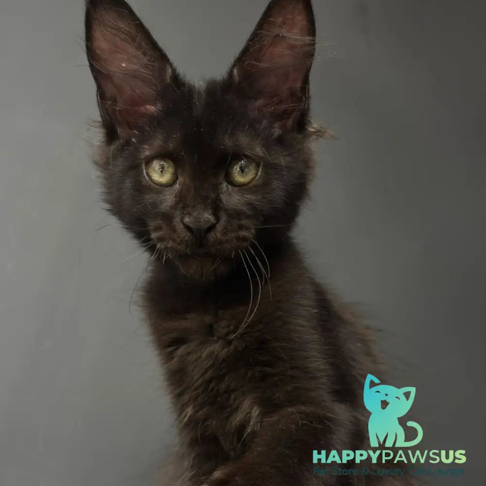 Cherry Maine Coon female black - live animals