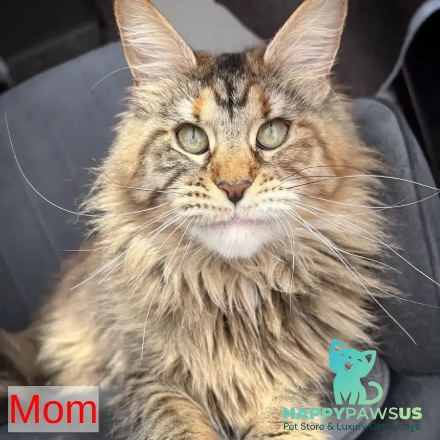 Cherry Maine Coon female black - live animals