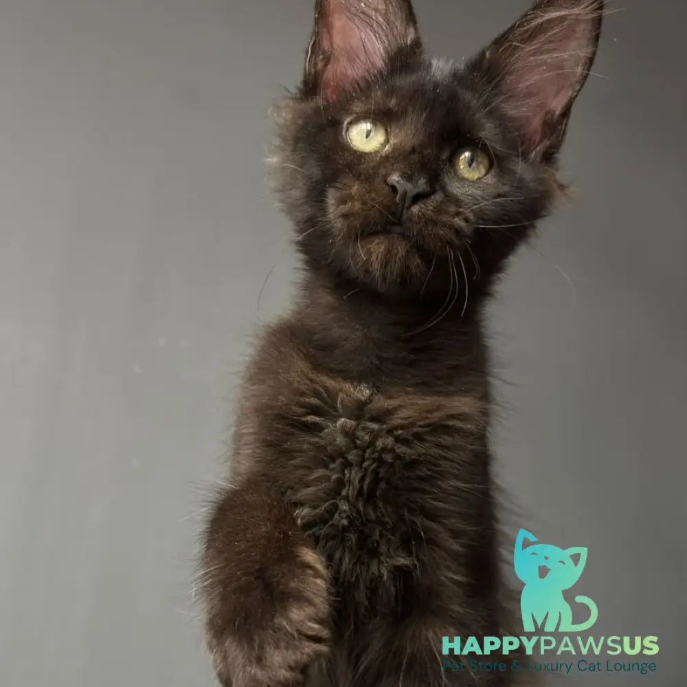 Cherry Maine Coon female black - live animals