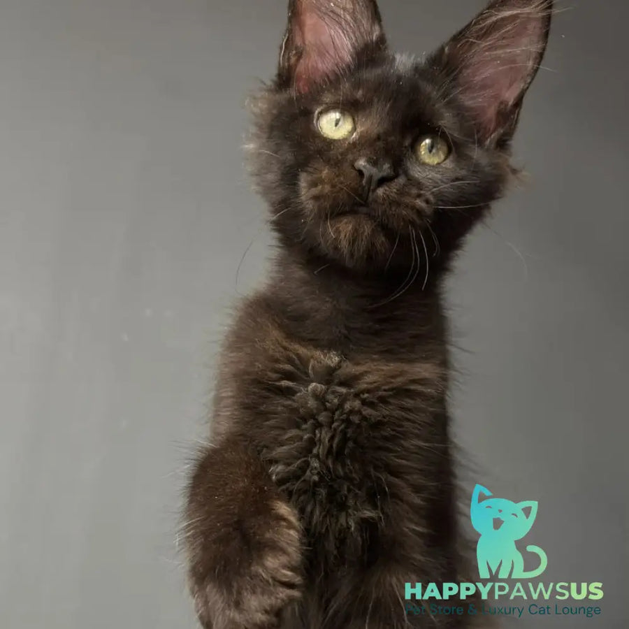 Cherry Maine Coon female black - live animals