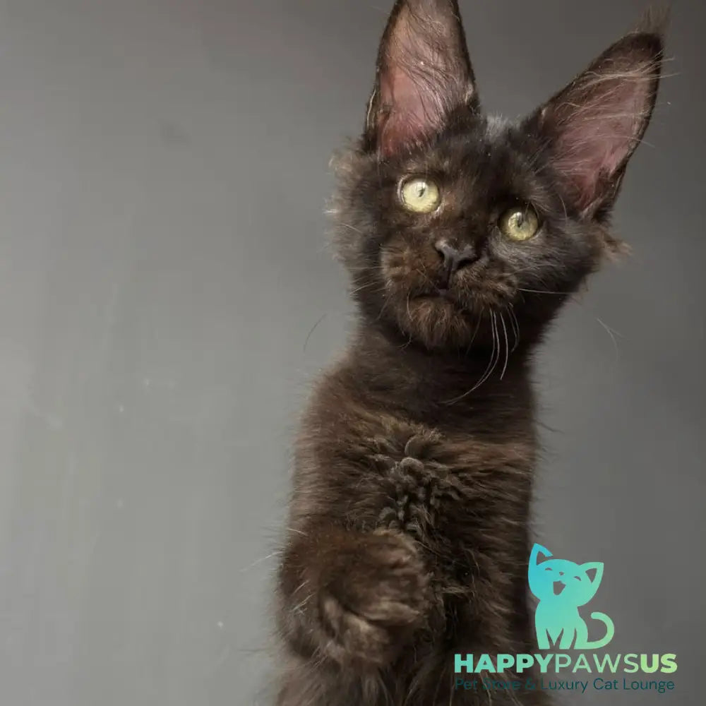 Cherry Maine Coon female black - live animals