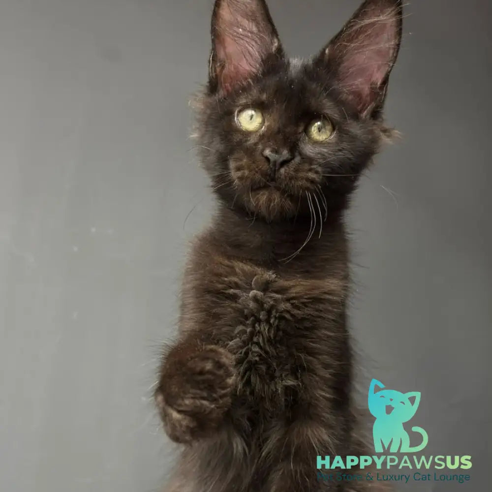 Cherry Maine Coon female black - live animals