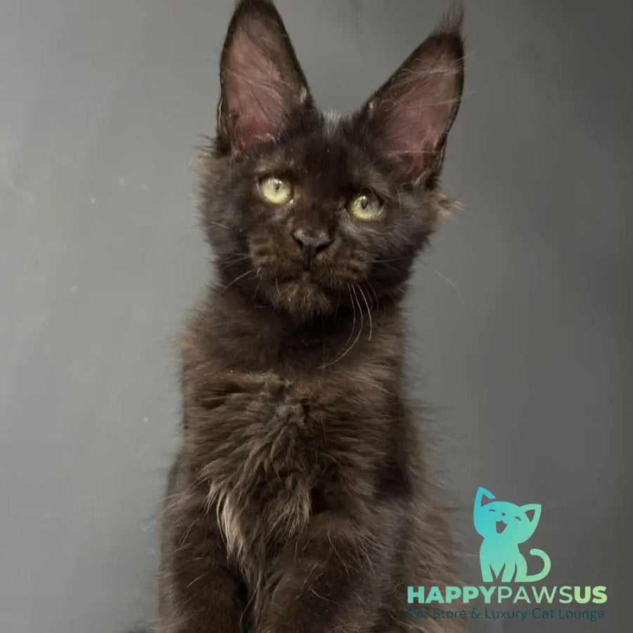 Cherry Maine Coon female black - live animals