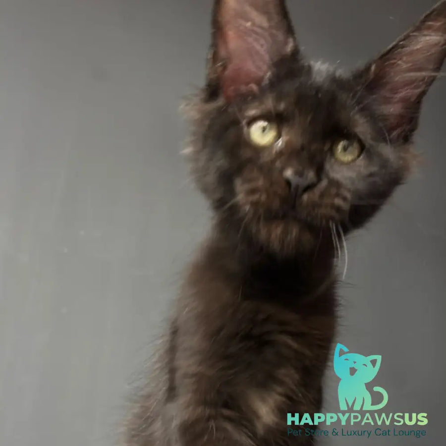 Cherry Maine Coon female black - live animals