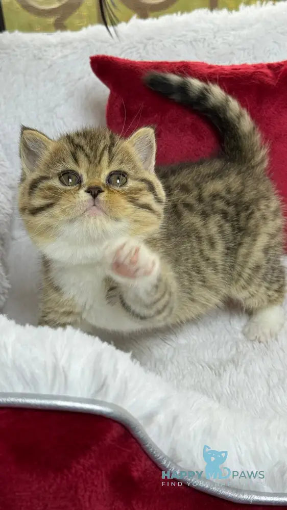 Cherry Scottish Straight female black spotted tabby bicolour live animals