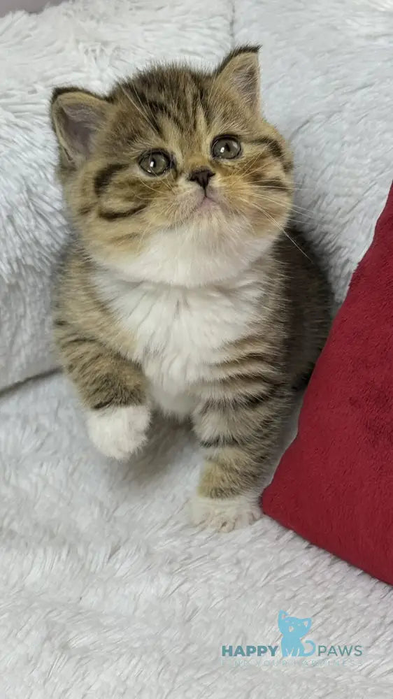 Cherry Scottish Straight female black spotted tabby bicolour live animals