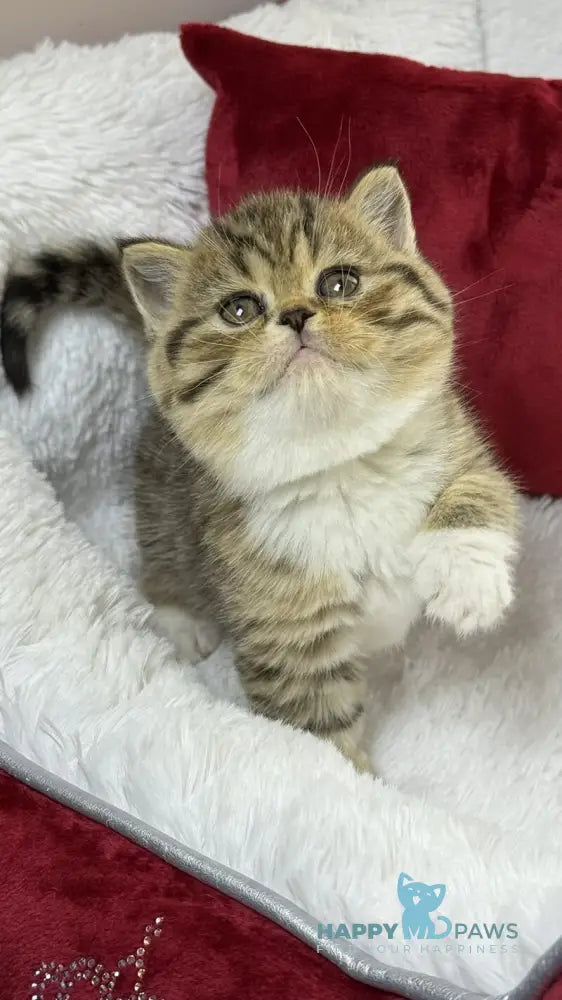 Cherry Scottish Straight female black spotted tabby bicolour live animals