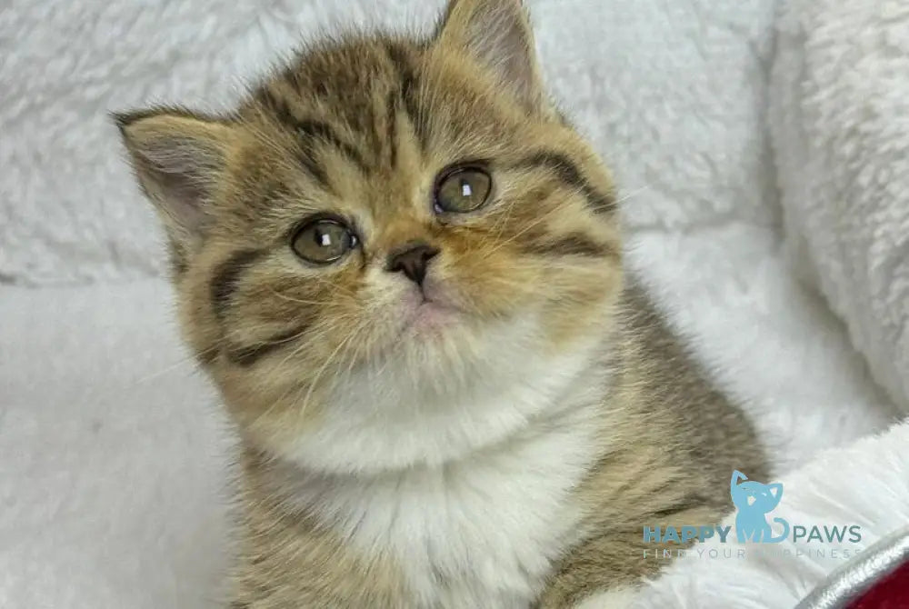 Cherry Scottish Straight female black spotted tabby bicolour live animals