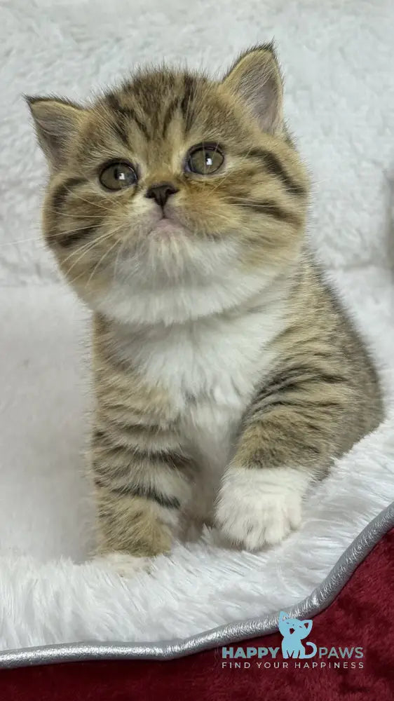 Cherry Scottish Straight female black spotted tabby bicolour live animals