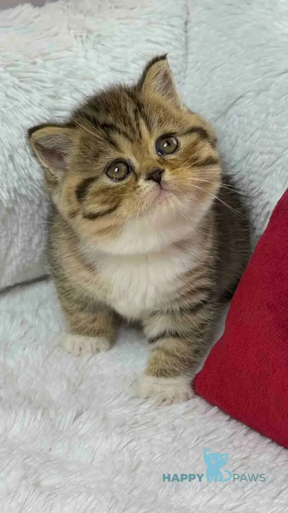 Cherry Scottish Straight female black spotted tabby bicolour live animals