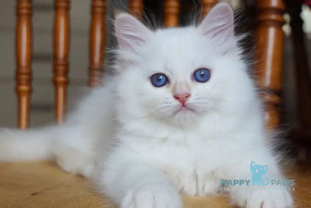 Chervona Siberian female red tabby pointed - live animals