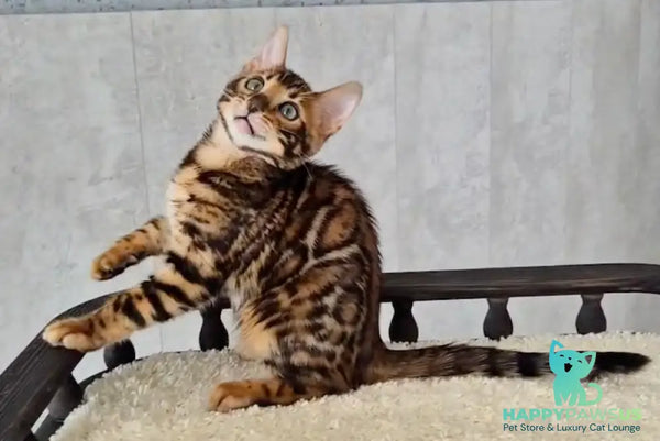 Chester Bengal male black spotted tabby - live animals