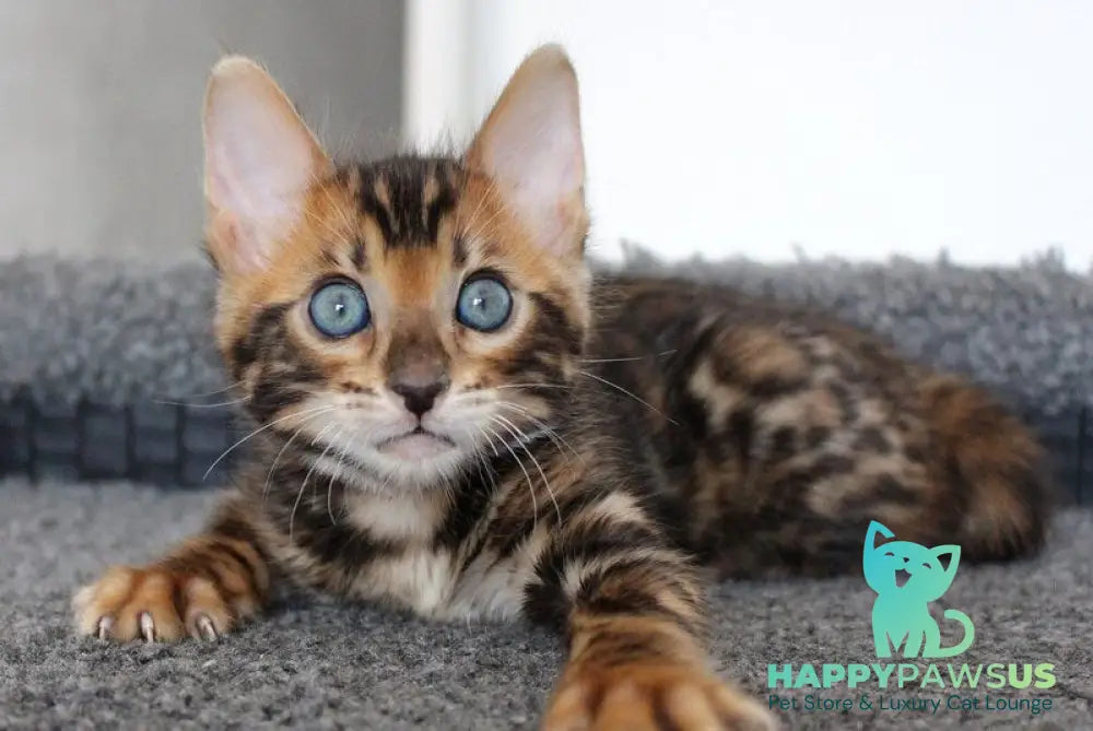 Chester Bengal male black spotted tabby - live animals