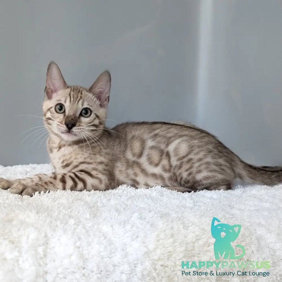 Chester Bengal male black spotted tabby pointed - live animals
