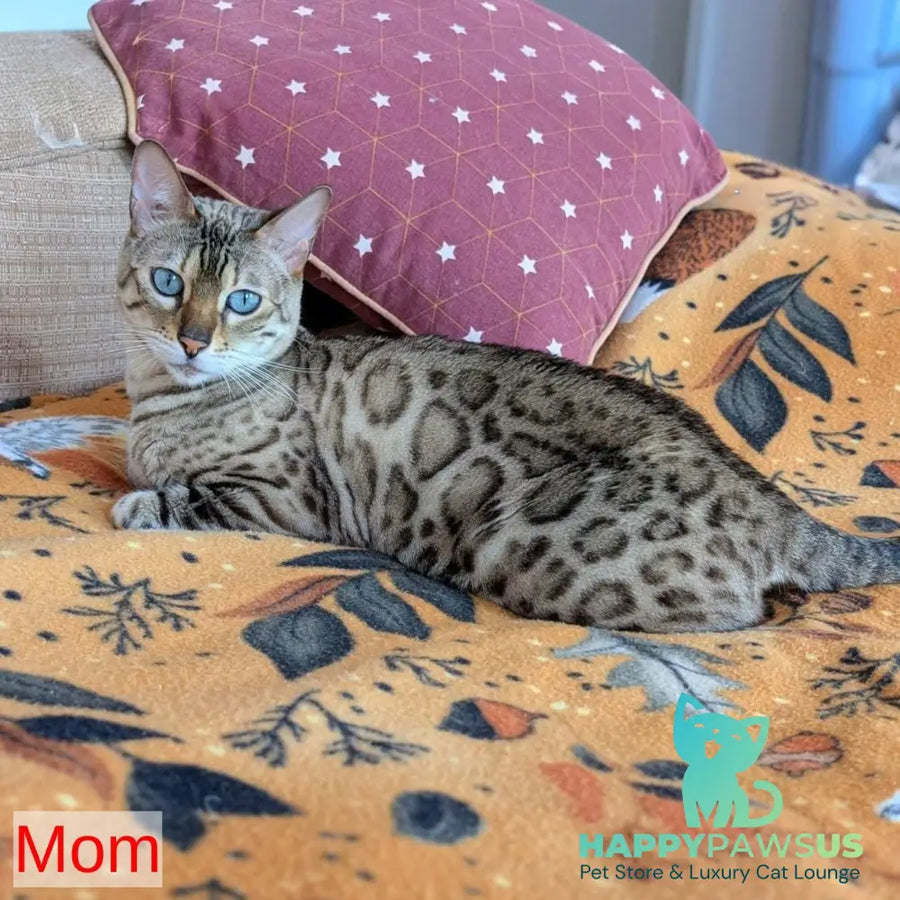 Chester Bengal male black spotted tabby pointed - live animals