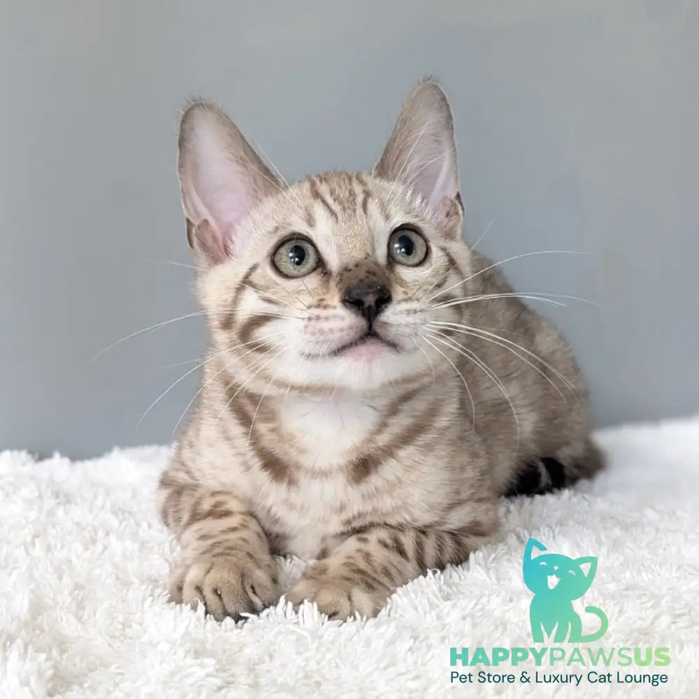 Chester Bengal male black spotted tabby pointed - live animals