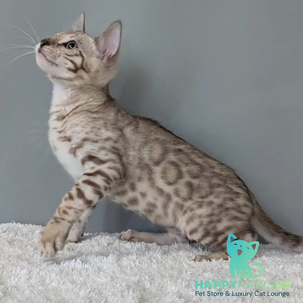 Chester Bengal male black spotted tabby pointed - live animals