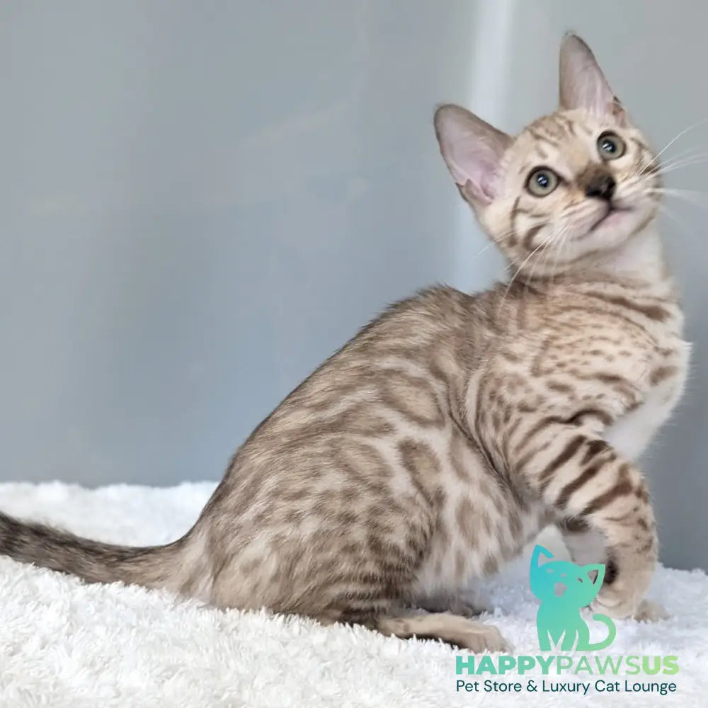 Chester Bengal male black spotted tabby pointed - live animals