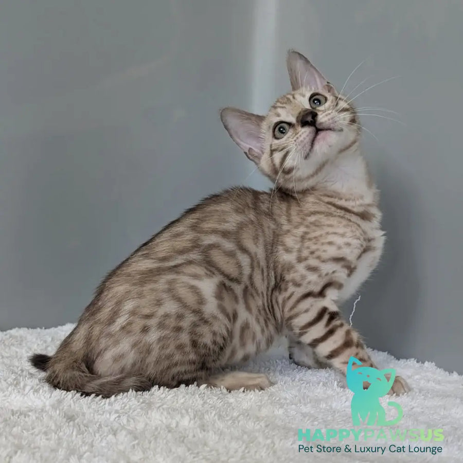 Chester Bengal male black spotted tabby pointed - live animals