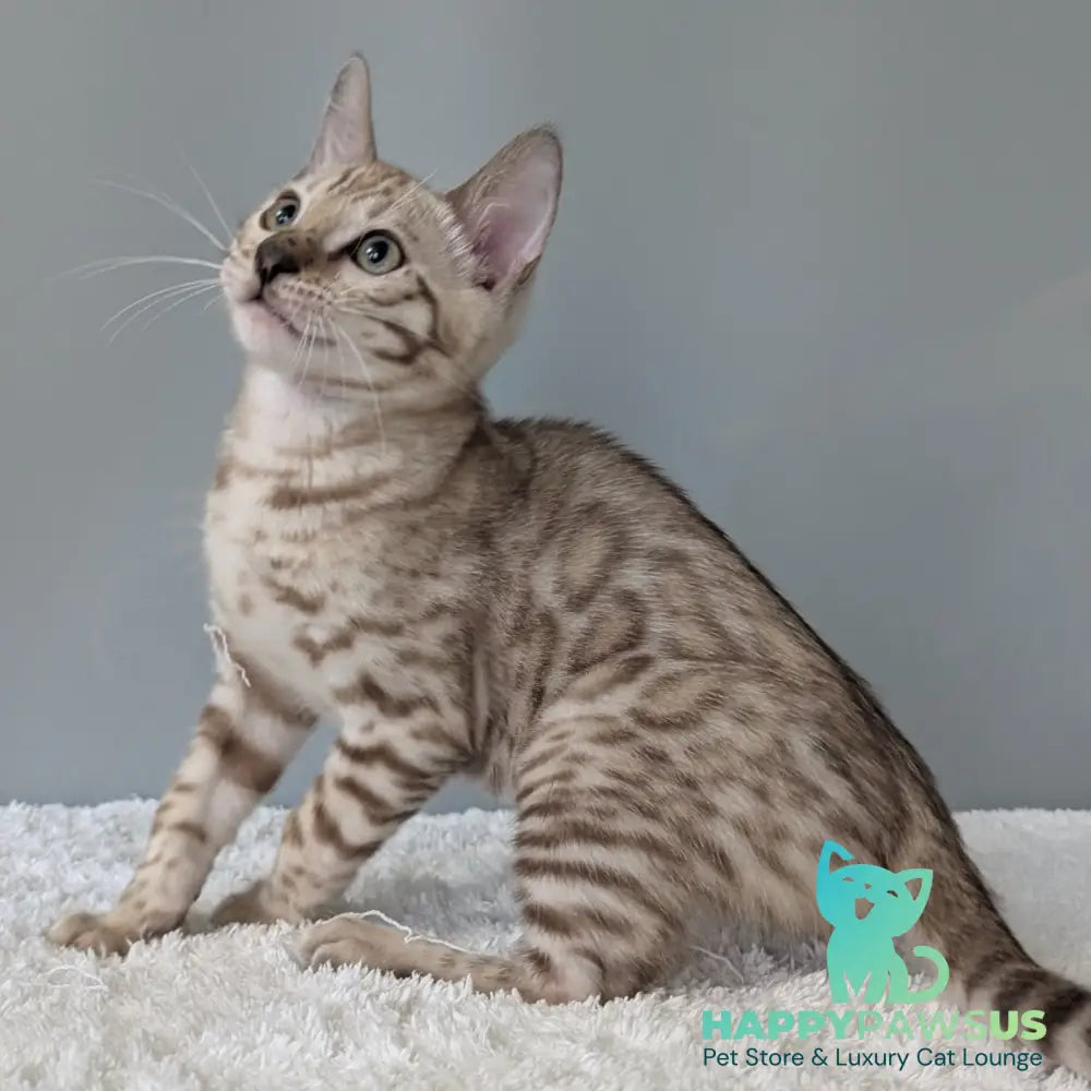 Chester Bengal male black spotted tabby pointed - live animals