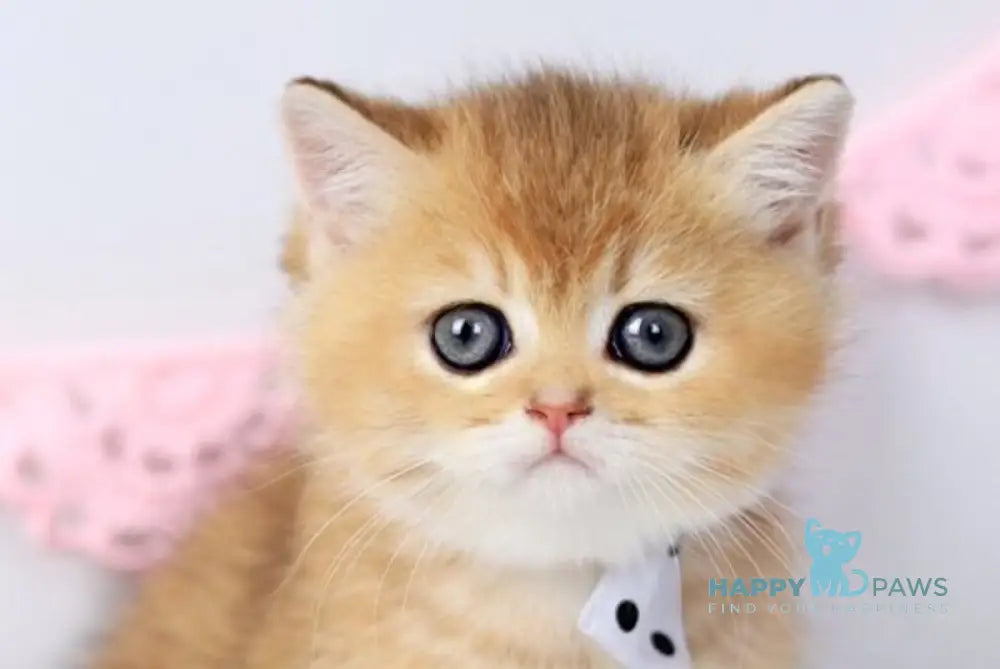 Chester British Shorthair male black golden shaded live animals