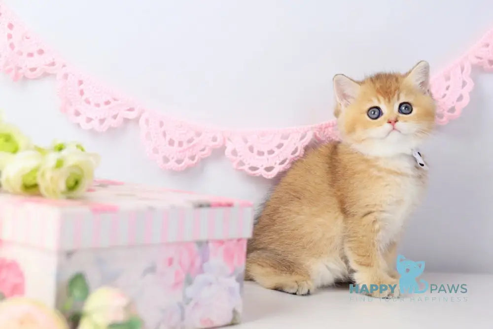 Chester British Shorthair male black golden shaded live animals