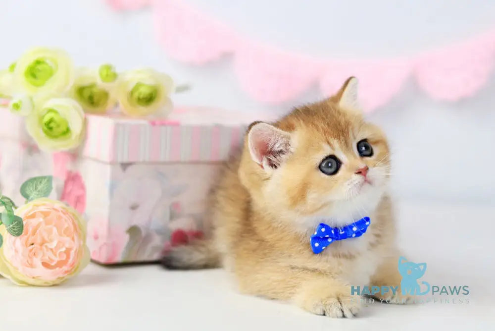 Chester British Shorthair male black golden shaded live animals