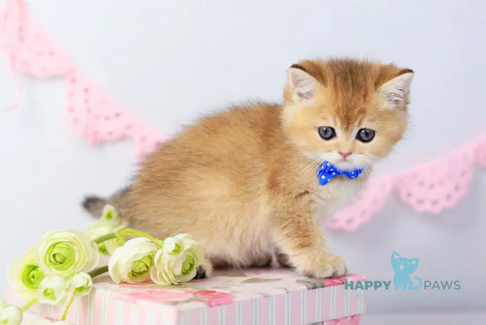 Chester British Shorthair male black golden shaded live animals