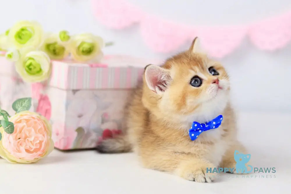 Chester British Shorthair male black golden shaded live animals