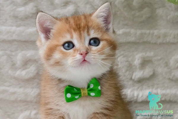 Chester British Shorthair male black golden ticked tabby - live animals