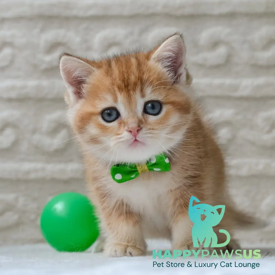 Chester British Shorthair male black golden ticked tabby - live animals