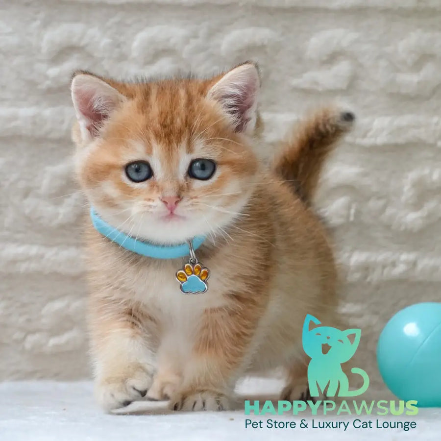 Chester British Shorthair male black golden ticked tabby - live animals